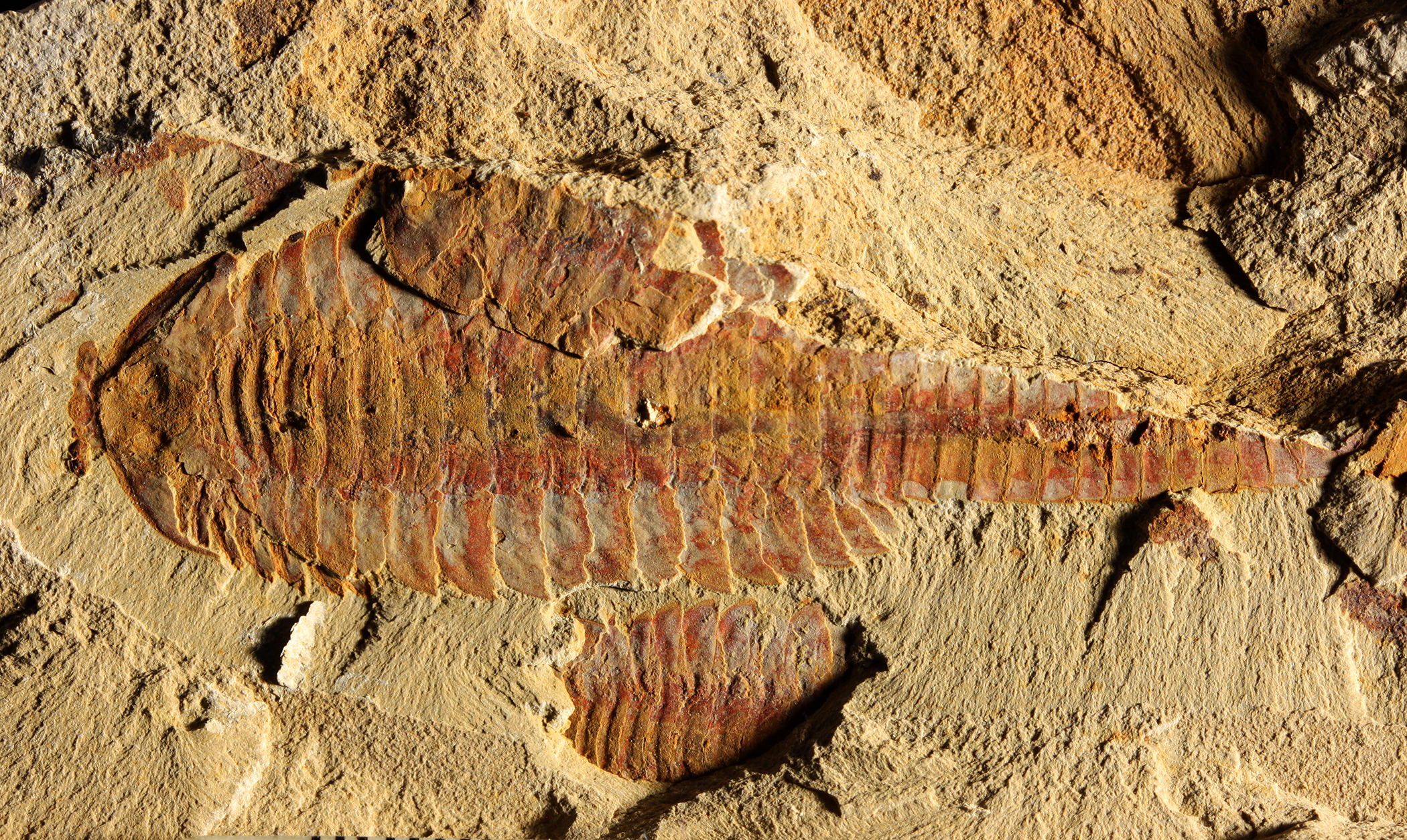 This image shows the dorsal view of Fuxianhuia protensa. The three-inch-long fossil was found in sediments dating from the Cambrian Period 520 million years ago in what today is the Yunnan province in China. Parts of the gut are visible as dark stains alo